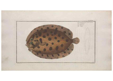 Reproducción/Reproduction 49773182628: Ichtyologie, ou, Histoire naturelle, générale et particulière des poissons :. A Berlin :Chez l'auteur, & chez François de la Garde libraire,1785-1797.. 
