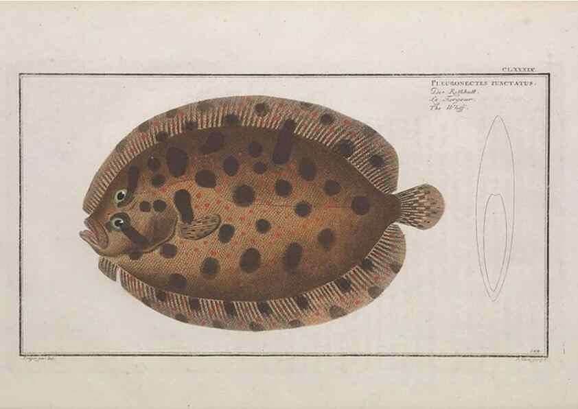 Reproducción/Reproduction 49773182628: Ichtyologie, ou, Histoire naturelle, générale et particulière des poissons :. A Berlin :Chez l'auteur, & chez François de la Garde libraire,1785-1797.. 