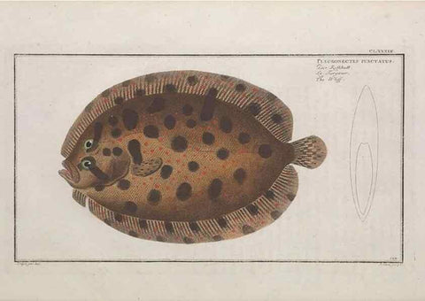 Reproducción/Reproduction 49773182628: Ichtyologie, ou, Histoire naturelle, générale et particulière des poissons :. A Berlin :Chez l'auteur, & chez François de la Garde libraire,1785-1797.. 