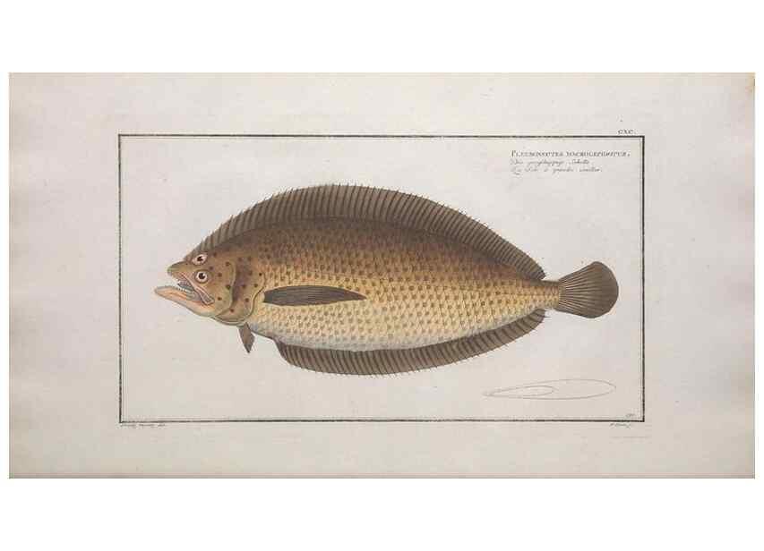 Reproducción/Reproduction 49774042967: Ichtyologie, ou, Histoire naturelle, générale et particulière des poissons :. A Berlin :Chez l'auteur, & chez François de la Garde libraire,1785-1797.. 