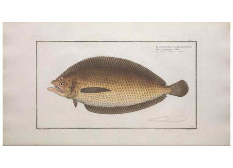 Reproducción/Reproduction 49774042967: Ichtyologie, ou, Histoire naturelle, générale et particulière des poissons :. A Berlin :Chez l'auteur, & chez François de la Garde libraire,1785-1797.. 