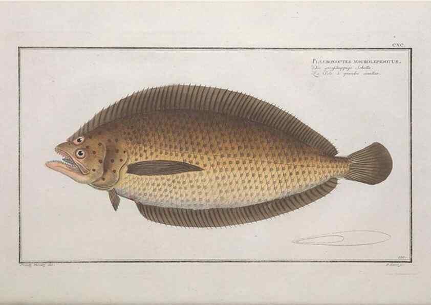 Reproducción/Reproduction 49774042967: Ichtyologie, ou, Histoire naturelle, générale et particulière des poissons :. A Berlin :Chez l'auteur, & chez François de la Garde libraire,1785-1797.. 