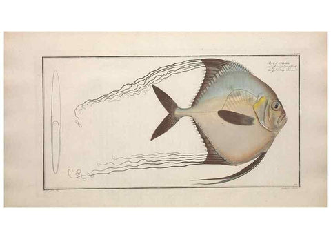 Reproducción/Reproduction 49773714971: Ichtyologie, ou, Histoire naturelle, générale et particulière des poissons :. A Berlin :Chez l'auteur, & chez François de la Garde libraire,1785-1797.. 
