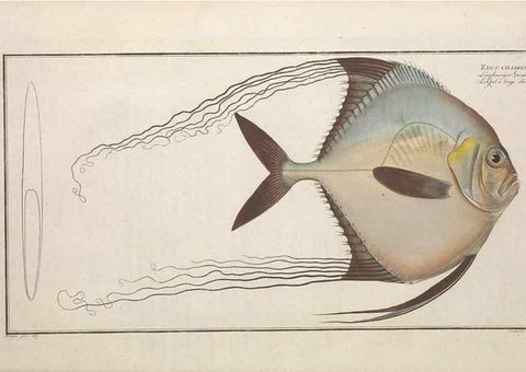 Reproducción/Reproduction 49773714971: Ichtyologie, ou, Histoire naturelle, générale et particulière des poissons :. A Berlin :Chez l'auteur, & chez François de la Garde libraire,1785-1797.. 