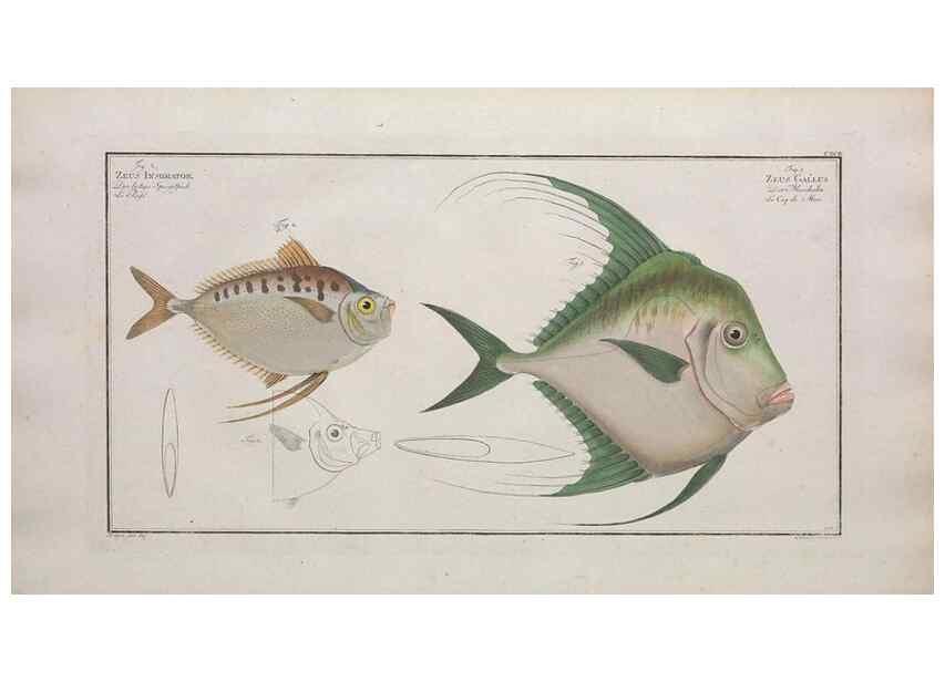 Reproducción/Reproduction 49773715306: Ichtyologie, ou, Histoire naturelle, générale et particulière des poissons :. A Berlin :Chez l'auteur, & chez François de la Garde libraire,1785-1797.. 