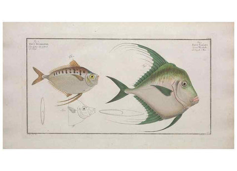 Reproducción/Reproduction 49773715306: Ichtyologie, ou, Histoire naturelle, générale et particulière des poissons :. A Berlin :Chez l'auteur, & chez François de la Garde libraire,1785-1797.. 