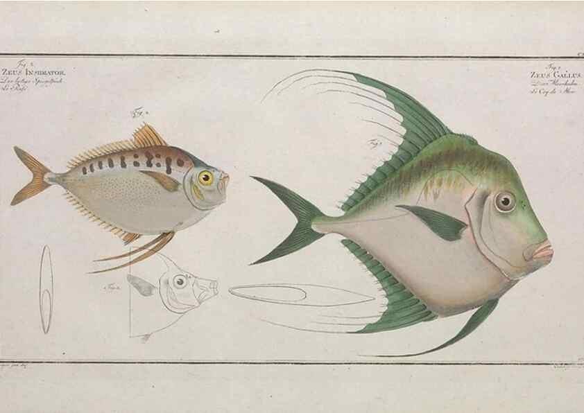 Reproducción/Reproduction 49773715306: Ichtyologie, ou, Histoire naturelle, générale et particulière des poissons :. A Berlin :Chez l'auteur, & chez François de la Garde libraire,1785-1797.. 