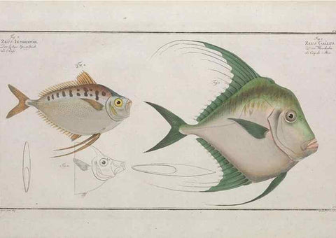 Reproducción/Reproduction 49773715306: Ichtyologie, ou, Histoire naturelle, générale et particulière des poissons :. A Berlin :Chez l'auteur, & chez François de la Garde libraire,1785-1797.. 