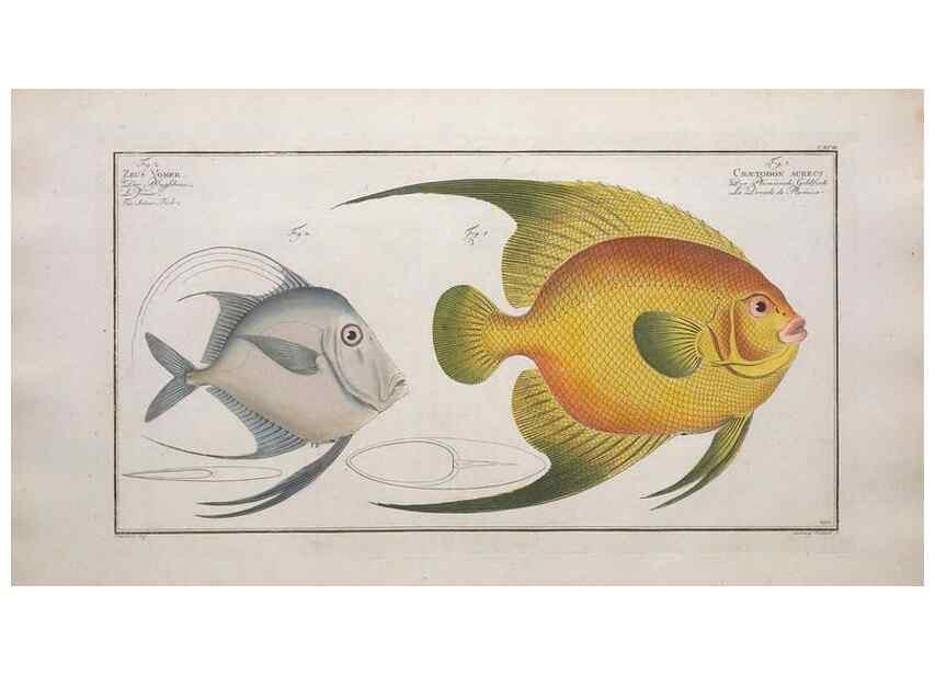 Reproducción/Reproduction 49774044087: Ichtyologie, ou, Histoire naturelle, générale et particulière des poissons :. A Berlin :Chez l'auteur, & chez François de la Garde libraire,1785-1797.. 