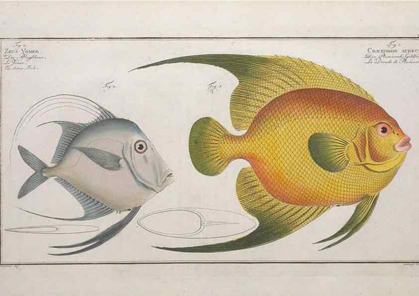 Reproducción/Reproduction 49774044087: Ichtyologie, ou, Histoire naturelle, générale et particulière des poissons :. A Berlin :Chez l'auteur, & chez François de la Garde libraire,1785-1797.. 