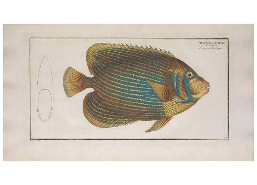 Reproducción/Reproduction 49773716126: Ichtyologie, ou, Histoire naturelle, générale et particulière des poissons :. A Berlin :Chez l'auteur, & chez François de la Garde libraire,1785-1797.. 