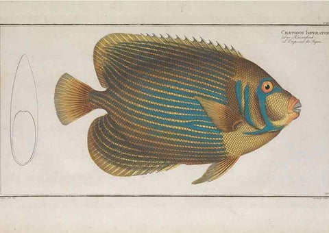 Reproducción/Reproduction 49773716126: Ichtyologie, ou, Histoire naturelle, générale et particulière des poissons :. A Berlin :Chez l'auteur, & chez François de la Garde libraire,1785-1797.. 
