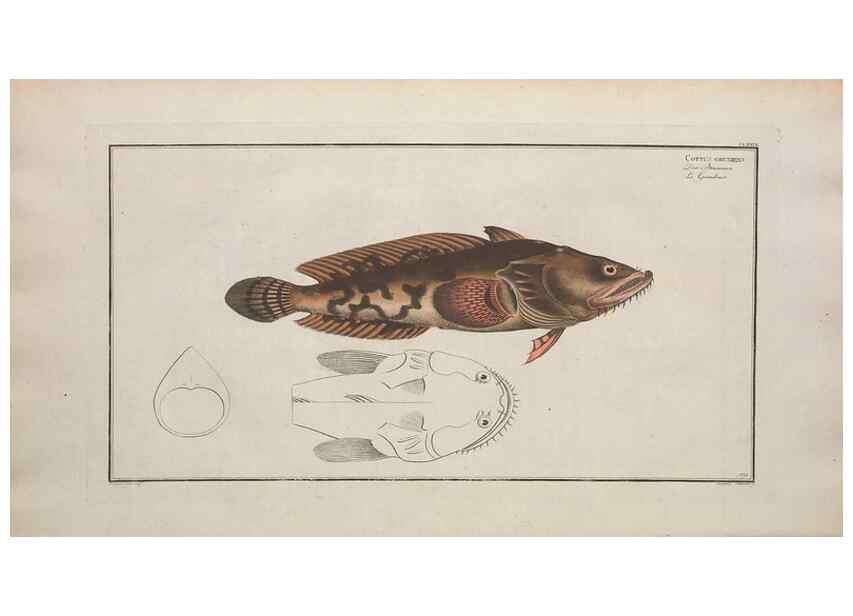 Reproducción/Reproduction 49773710681: Ichtyologie, ou, Histoire naturelle, générale et particulière des poissons :. A Berlin :Chez l'auteur, & chez François de la Garde libraire,1785-1797.. 