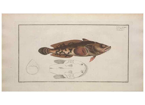 Reproducción/Reproduction 49773710681: Ichtyologie, ou, Histoire naturelle, générale et particulière des poissons :. A Berlin :Chez l'auteur, & chez François de la Garde libraire,1785-1797.. 