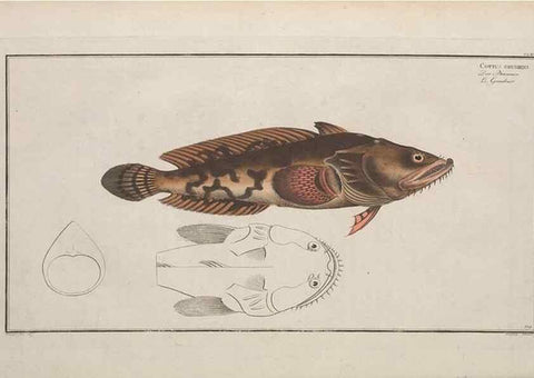 Reproducción/Reproduction 49773710681: Ichtyologie, ou, Histoire naturelle, générale et particulière des poissons :. A Berlin :Chez l'auteur, & chez François de la Garde libraire,1785-1797.. 