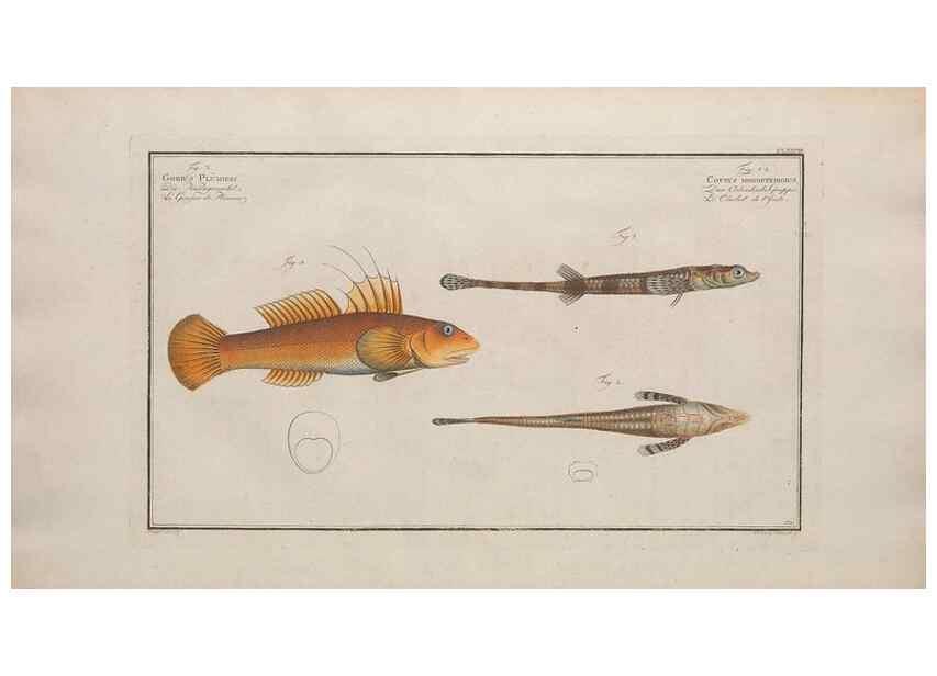 Reproducción/Reproduction 49774038447: Ichtyologie, ou, Histoire naturelle, générale et particulière des poissons :. A Berlin :Chez l'auteur, & chez François de la Garde libraire,1785-1797.. 