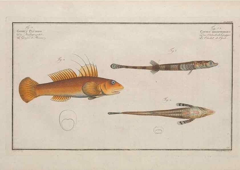 Reproducción/Reproduction 49774038447: Ichtyologie, ou, Histoire naturelle, générale et particulière des poissons :. A Berlin :Chez l'auteur, & chez François de la Garde libraire,1785-1797.. 