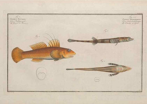 Reproducción/Reproduction 49774038447: Ichtyologie, ou, Histoire naturelle, générale et particulière des poissons :. A Berlin :Chez l'auteur, & chez François de la Garde libraire,1785-1797.. 
