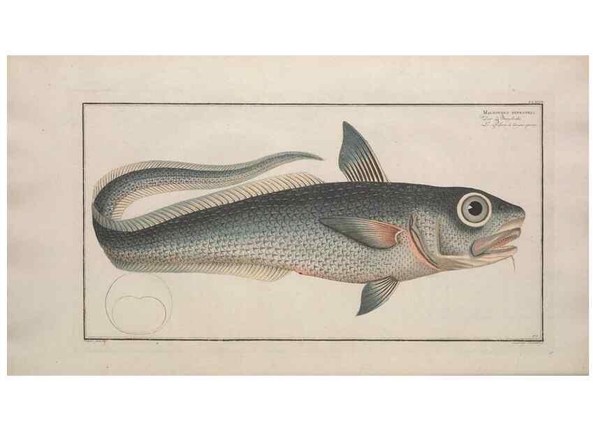 Reproducción/Reproduction 49773178263: Ichtyologie, ou, Histoire naturelle, générale et particulière des poissons :. A Berlin :Chez l'auteur, & chez François de la Garde libraire,1785-1797.. 