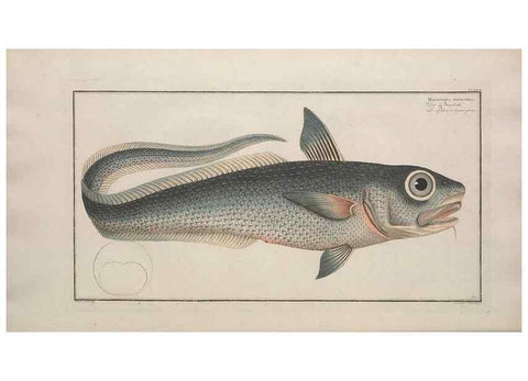 Reproducción/Reproduction 49773178263: Ichtyologie, ou, Histoire naturelle, générale et particulière des poissons :. A Berlin :Chez l'auteur, & chez François de la Garde libraire,1785-1797.. 