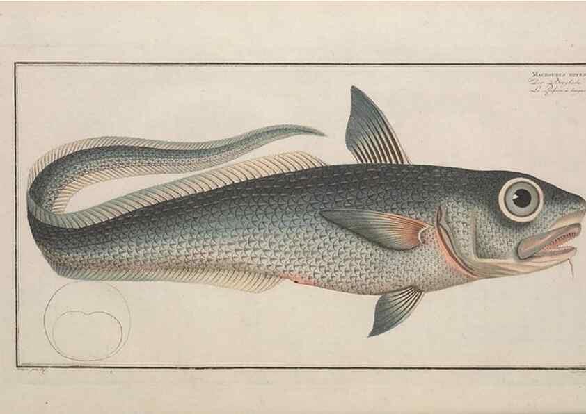 Reproducción/Reproduction 49773178263: Ichtyologie, ou, Histoire naturelle, générale et particulière des poissons :. A Berlin :Chez l'auteur, & chez François de la Garde libraire,1785-1797.. 