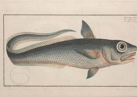 Reproducción/Reproduction 49773178263: Ichtyologie, ou, Histoire naturelle, générale et particulière des poissons :. A Berlin :Chez l'auteur, & chez François de la Garde libraire,1785-1797.. 