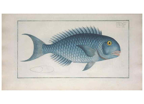 Reproducción/Reproduction 49774037642: Ichtyologie, ou, Histoire naturelle, générale et particulière des poissons :. A Berlin :Chez l'auteur, & chez François de la Garde libraire,1785-1797.. 