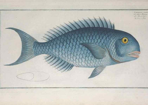 Reproducción/Reproduction 49774037642: Ichtyologie, ou, Histoire naturelle, générale et particulière des poissons :. A Berlin :Chez l'auteur, & chez François de la Garde libraire,1785-1797.. 