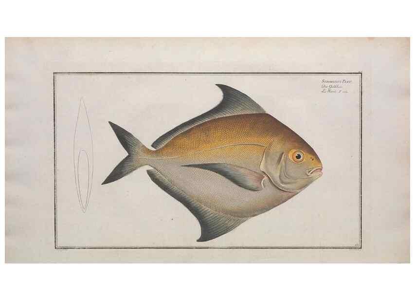 Reproducción/Reproduction 49773703941: Ichtyologie, ou, Histoire naturelle, générale et particulière des poissons :. A Berlin :Chez l'auteur, & chez François de la Garde libraire,1785-1797.. 