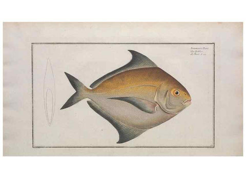 Reproducción/Reproduction 49773703941: Ichtyologie, ou, Histoire naturelle, générale et particulière des poissons :. A Berlin :Chez l'auteur, & chez François de la Garde libraire,1785-1797.. 