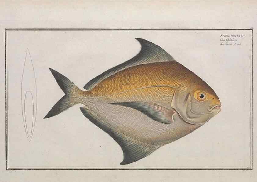 Reproducción/Reproduction 49773703941: Ichtyologie, ou, Histoire naturelle, générale et particulière des poissons :. A Berlin :Chez l'auteur, & chez François de la Garde libraire,1785-1797.. 