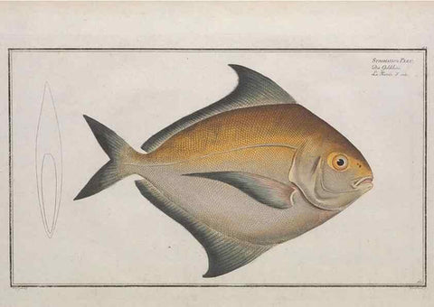Reproducción/Reproduction 49773703941: Ichtyologie, ou, Histoire naturelle, générale et particulière des poissons :. A Berlin :Chez l'auteur, & chez François de la Garde libraire,1785-1797.. 