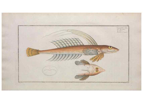 Reproducción/Reproduction 49774032067: Ichtyologie, ou, Histoire naturelle, générale et particulière des poissons :. A Berlin :Chez l'auteur, & chez François de la Garde libraire,1785-1797.. 