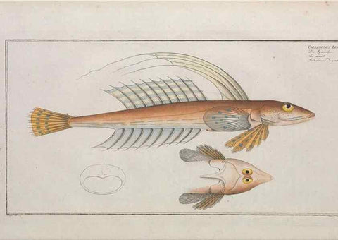 Reproducción/Reproduction 49774032067: Ichtyologie, ou, Histoire naturelle, générale et particulière des poissons :. A Berlin :Chez l'auteur, & chez François de la Garde libraire,1785-1797.. 