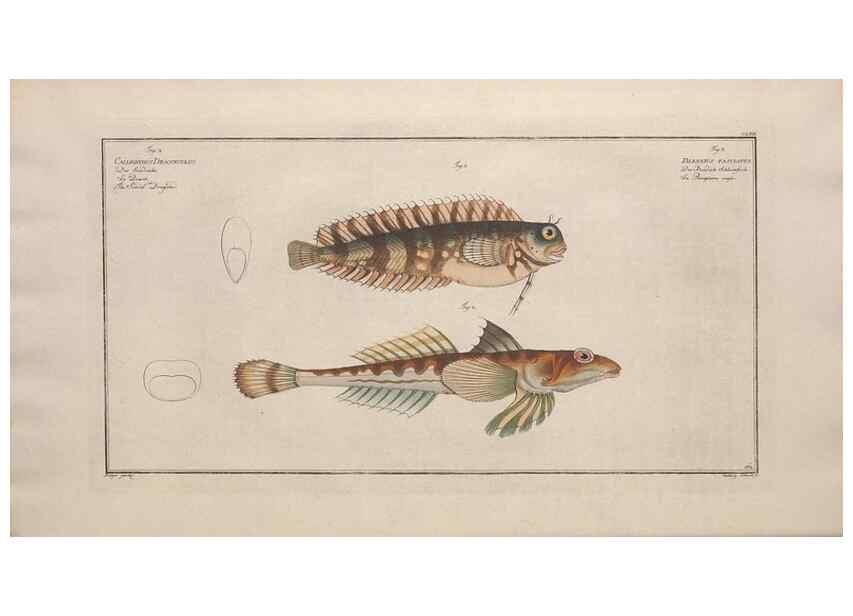 Reproducción/Reproduction 49773704576: Ichtyologie, ou, Histoire naturelle, générale et particulière des poissons :. A Berlin :Chez l'auteur, & chez François de la Garde libraire,1785-1797.. 