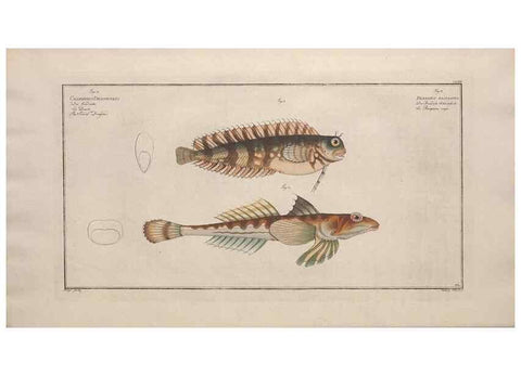 Reproducción/Reproduction 49773704576: Ichtyologie, ou, Histoire naturelle, générale et particulière des poissons :. A Berlin :Chez l'auteur, & chez François de la Garde libraire,1785-1797.. 