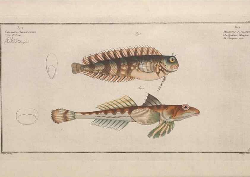 Reproducción/Reproduction 49773704576: Ichtyologie, ou, Histoire naturelle, générale et particulière des poissons :. A Berlin :Chez l'auteur, & chez François de la Garde libraire,1785-1797.. 