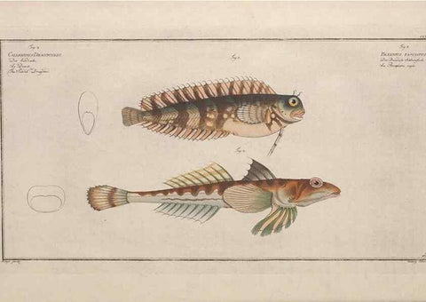 Reproducción/Reproduction 49773704576: Ichtyologie, ou, Histoire naturelle, générale et particulière des poissons :. A Berlin :Chez l'auteur, & chez François de la Garde libraire,1785-1797.. 