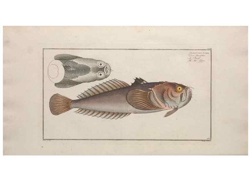 Reproducción/Reproduction 49774032947: Ichtyologie, ou, Histoire naturelle, générale et particulière des poissons :. A Berlin :Chez l'auteur, & chez François de la Garde libraire,1785-1797.. 