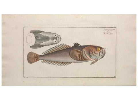 Reproducción/Reproduction 49774032947: Ichtyologie, ou, Histoire naturelle, générale et particulière des poissons :. A Berlin :Chez l'auteur, & chez François de la Garde libraire,1785-1797.. 
