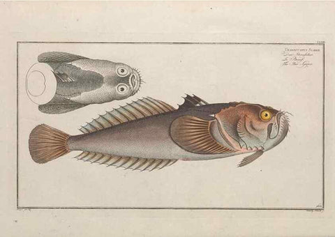 Reproducción/Reproduction 49774032947: Ichtyologie, ou, Histoire naturelle, générale et particulière des poissons :. A Berlin :Chez l'auteur, & chez François de la Garde libraire,1785-1797.. 