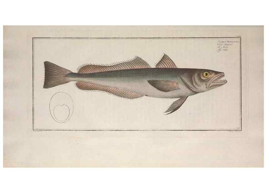 Reproducción/Reproduction 49774033277: Ichtyologie, ou, Histoire naturelle, générale et particulière des poissons :. A Berlin :Chez l'auteur, & chez François de la Garde libraire,1785-1797.. 