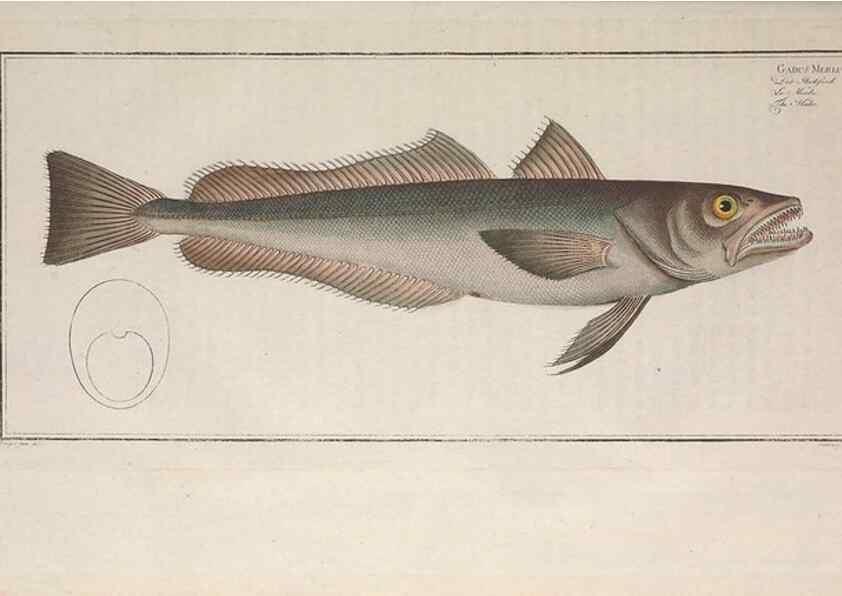 Reproducción/Reproduction 49774033277: Ichtyologie, ou, Histoire naturelle, générale et particulière des poissons :. A Berlin :Chez l'auteur, & chez François de la Garde libraire,1785-1797.. 
