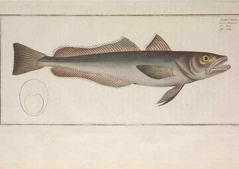 Reproducción/Reproduction 49774033277: Ichtyologie, ou, Histoire naturelle, générale et particulière des poissons :. A Berlin :Chez l'auteur, & chez François de la Garde libraire,1785-1797.. 