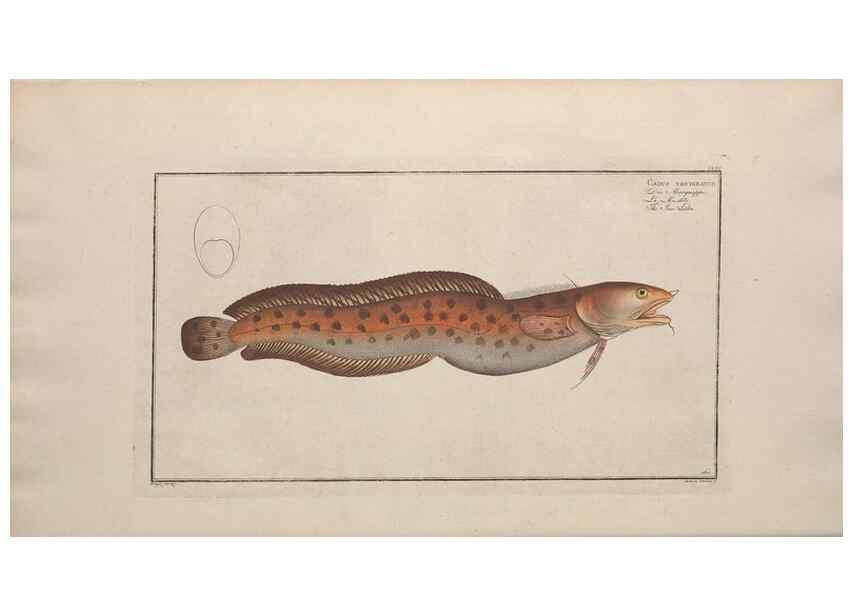 Reproducción/Reproduction 49773173573: Ichtyologie, ou, Histoire naturelle, générale et particulière des poissons :. A Berlin :Chez l'auteur, & chez François de la Garde libraire,1785-1797.. 