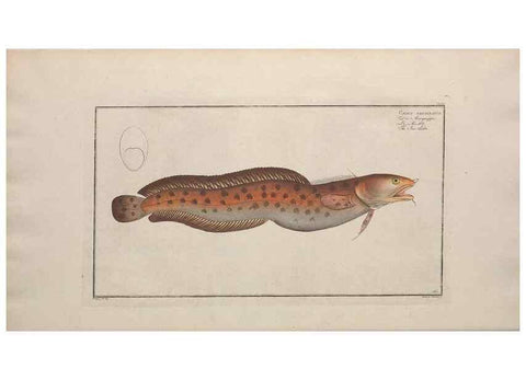 Reproducción/Reproduction 49773173573: Ichtyologie, ou, Histoire naturelle, générale et particulière des poissons :. A Berlin :Chez l'auteur, & chez François de la Garde libraire,1785-1797.. 