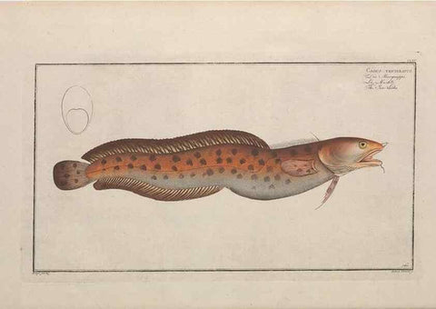 Reproducción/Reproduction 49773173573: Ichtyologie, ou, Histoire naturelle, générale et particulière des poissons :. A Berlin :Chez l'auteur, & chez François de la Garde libraire,1785-1797.. 