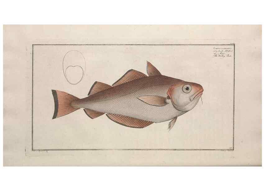 Reproducción/Reproduction 49774033857: Ichtyologie, ou, Histoire naturelle, générale et particulière des poissons :. A Berlin :Chez l'auteur, & chez François de la Garde libraire,1785-1797.. 