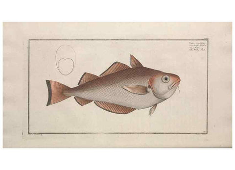 Reproducción/Reproduction 49774033857: Ichtyologie, ou, Histoire naturelle, générale et particulière des poissons :. A Berlin :Chez l'auteur, & chez François de la Garde libraire,1785-1797.. 