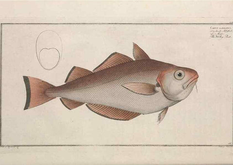 Reproducción/Reproduction 49774033857: Ichtyologie, ou, Histoire naturelle, générale et particulière des poissons :. A Berlin :Chez l'auteur, & chez François de la Garde libraire,1785-1797.. 
